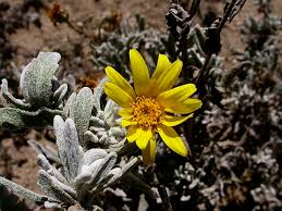 Image result for Senecio luembensis
