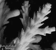 Image result for Selago coerulea