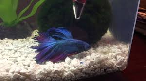 All three ghost shrimp were active and feeding when i. Betta Plays Bullys Chases Ghost Shrimp Youtube