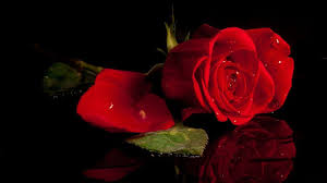 Black Background With Rose Petals I Fill My Heart With Your Hd Flower Wallpaper Red Rose Flower Red Roses Background