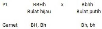 Berikut ini adalah 10 contoh soal pewarisan sifat kelas 9 dan pembahasannya. Latihan Soal Un Ipa Smp Materi Pewarisan Sifat Dan Pembahasannya