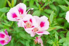 Clarkia Flower Varieties Best Flower Wallpaper