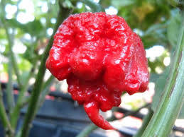 Carolina Reaper Hottest Pepper In The World All About It Stuffed Peppers Stuffed Hot Peppers Pepper Seeds