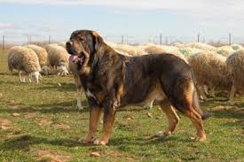 See more ideas about alabai dog, dogs, dog breeds. Central Asian Shepherd Dog Dog Breed Information American Kennel Club