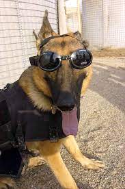 Pin On Close Protection Services In Wroclaw Bodyguard For Hire In Wroclaw Vip Fidel Matola