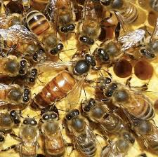 Image result for Queen bee
