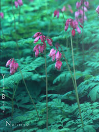 We did not find results for: Dicentra Formosa Yerba Buena Nursery Specializing In California Native Plants And Ferns