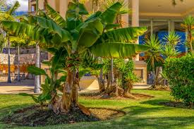 Image result for Musa Cavendish