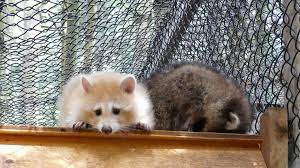 26 Reasons Why You Should Be Honored Raccoons Dig Through Your Trash Cute Raccoon Cute Funny Animals Funny Animals