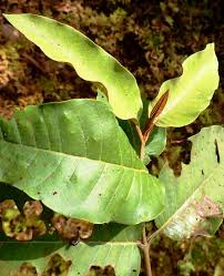 Image result for Harungana madagascariensis