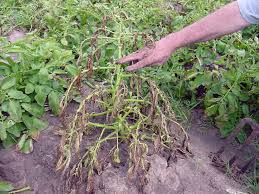 Check spelling or type a new query. What S Wrong With My Plant Garden University Of Minnesota Extension