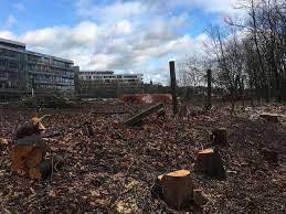 In dieser straße leben 4000 bewohner. Plotzlich Alle Baume Weg Nurnberger Stehen Vor Ratsel Nurnberg Nordbayern