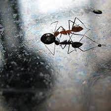 How to get rid of. Are All Pest Control Methods Toxic