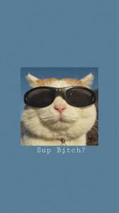 Cat Wallpapers Funny Cat Wallpaper Cute Cat Wallpaper Cat Aesthetic