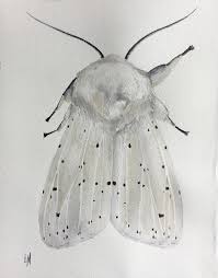 Black And White Spotted Moth Uk Neutral Decor Grey And White For The Rustic Nature Lover The Spotted Ermine Moth Woodland Art Fungi Illustration Artwork