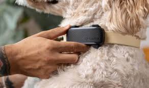 Top 10 Reasons To Get Your Dog A GPS Dog Tracker - Tractive