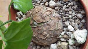 Image result for Cyclantheropsis parviflora