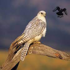 صيد شاهين بحري قرناص وكانت فرحه كبيره جدا لي لأن هذا الشاهين كان بمثل لي تحدي بيع أغلى صقر شاهين في العالم بمزاد في السعودية سعودي يشتري أغلى شاهين فرخ في العالم. Ø§Ù†ÙˆØ§Ø¹ Ø§Ù„ØµÙ‚ÙˆØ± ØµÙ‚Ø± Ø§Ù„Ø¬ÙŠØ± ÙˆØ§Ù†ÙˆØ§Ø¹Ù‡ Ø¨Ø§Ù„ØµÙˆØ± Ø§Ù„Ø¨Ø±ÙŠØ©