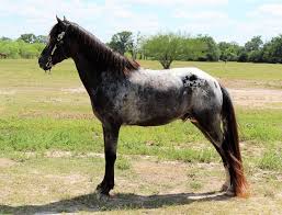 Tennessee Walking Horses For Sale By Color