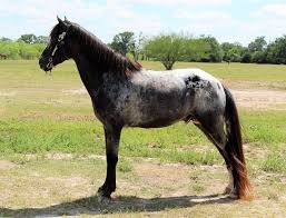 tennessee walking horses for sale by color