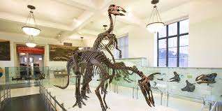 Dinosaurs American Museum Of Natural History