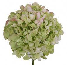 Pin By Erika D On Entertaining Green Hydrangea Hydrangea Flower Flower Names