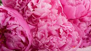 Learn how to make a paper wreath from coffee filters, and your shabby chic home will thank you. Download Pink Peony Flower Wallpaper Hd Wallpapers Book Your 1 Source For Free Download Hd 4k High Quality Wallpapers