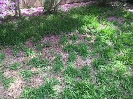Grass mowed at the proper height, and not scalped, develops a deeper root system to better find water and nutrients in the soil. Watering Lawns Grass And Turf Correctly In San Antonio Texas