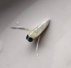 Image result for Anisopappus paucidentatus