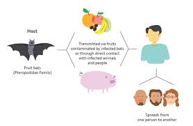 Nipah virus encephalitis in primate models. Nipah Virus Symptoms Treatment And Transmission