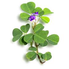 Image result for Desmodium