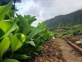 Wailupe Farms LLC / Oahu Grown Organics – Grown Local