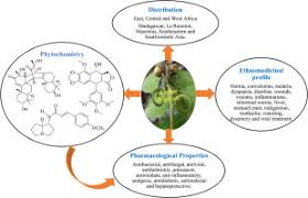 Image result for Hugonia elliptica