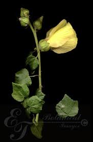 Image result for Hibiscus ludwigii