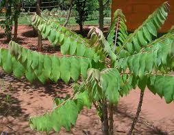 Image result for Phyllanthus engleri