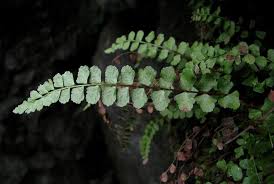Image result for Asplenium uhligii