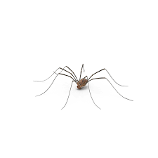 Check spelling or type a new query. Daddy Long Legs Png Images Psds For Download Pixelsquid S11182949e