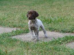 Search a wide range of information from across the web with fastsearchresults.com German Shorthaired Pointer Puppy For Sale For Sale In Terra Cotta Ontario Nice Pets In Canada