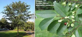 Chinese elm tree care | comprehensive tree guide. Types Of Elm Trees With Their Bark And Leaves Identification Guide