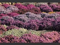Winter Heath Plant Heath Plant Heather Gardens Heather Plant