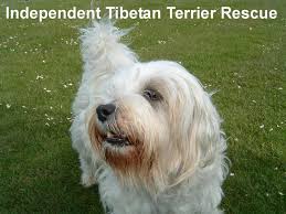 Pictures of tibetan terrier puppies. Tibet Terrier Rescue