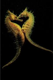 Birds Do It Bees Do It Birds Do It Bees Do It Even Little Bitty Seahorses Do It Caballito De Mar Animales Marinos Mundo Marino