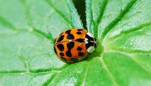 These predatory bugs eat plant pests, like aphids, in large numbers, and are often welcomed in gardens. Orange Ladybugs What They Really Are And Why They Are A Threat