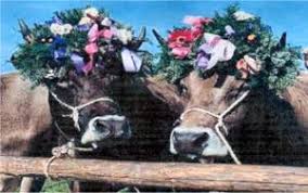 Der pfingstsonntag fällt auf den fünfzigsten tag nach ostersonntag und ist eines der wichtigsten christlichen feste. Pfingsten 2013 Williz Wildes Wuseln