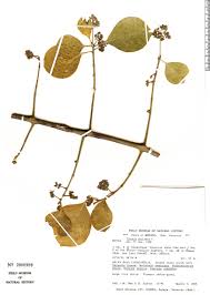 Image result for Pisonia aculeata