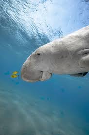 The Dugong Is About To Boop The Fish Sea Creatures Art Sea Creatures Dugong
