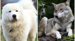 Nome originale cane da pastore bergamasco origine italia: Il Lupo Della Sila Sara Salvo Grazie Al Pastore Maremmano Abruzzese Catanzaroinforma