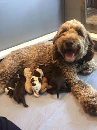 What's the life span of a labradoodle in wisconsin? 2019 Litters My Best Doodle