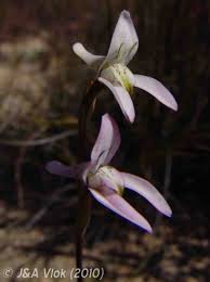 Image result for Disa baurii