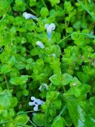 Image result for Lindernia monroi